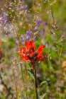 Washington State. Mount St. Helens. Indian paintbrush, aka Prairie-Fire or Castilleja. Art Print